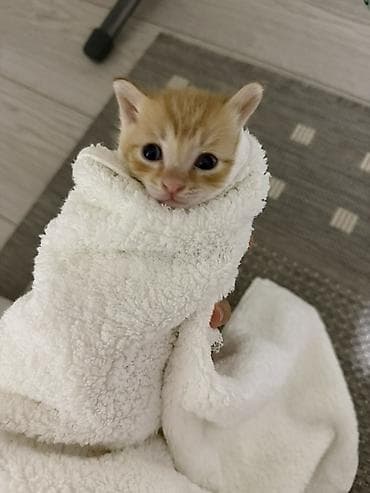 мясо верблюд: Котенок 2 мес рыжий мальчик 
Отдает в хорошие руки — 2
