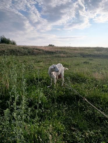 ечки теке: Продаю | Коза (самка), Козёл (самец), Козлёнок — 3