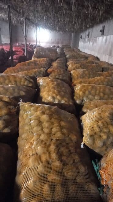 срочно продаю в связи с переездом: Картошка Пикассо — 8