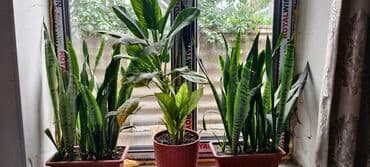 цветы гартензии: Цветы — 5