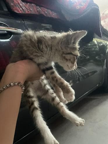 scottish fold: Котёнок, короткошёрстный, окраса табби (серо-коричневый тигровый с — 4