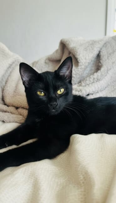 3 месяца, Девочка, Приучена к лотку at lalafo.kg 3 месяца, Девочка, Приучена к лотку