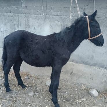 Продаю | Жеребенок | Для разведения