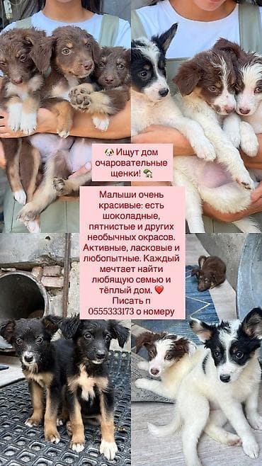 общитя: Очаровательные щенки в поисках дома. - Разнообразные окрасы — 1