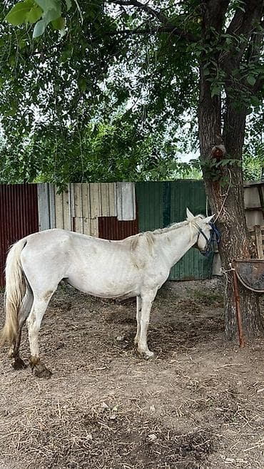 каракол животное: Сатам | Байтал | Аргын — 4