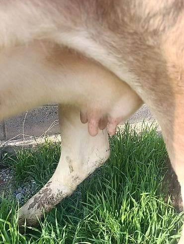 корова молоко: Продаю | Корова (самка) | Для молока | Привязанные — 1