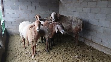 кой кыркан агригат: Продаю | Овца (самка) | Гиссарская, Арашан | Для разведения | Матка — 2