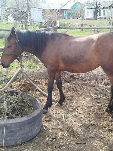 английский кокер спаниель щенок цена: Продаю | Кобыла (самка) | Рабочий — 2