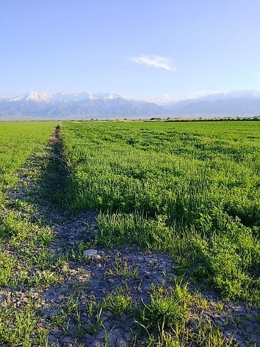 пр чуй: 2 соток — 7