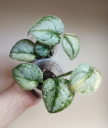 хойи: В продаже : Папоротник Тигр, Сингониум Орм Нак, Хойя New Moon — 8