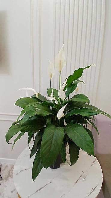 Комнатные растения: Спатифиллум (Spathiphyllum) — крупный комнатный цветок с белыми — 4