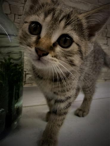 Котёнку 2 месяца, к лотку приучена. Кушает корм, чистая, игривая
