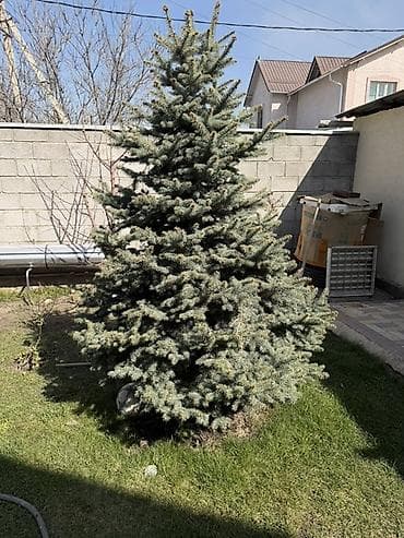 Ель голубая (Picea pungens, Blue Spruce), сформированная, крупномер