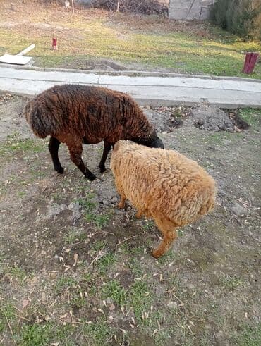 домик для кроликов: Продаю | Овца (самка) | Для разведения — 1