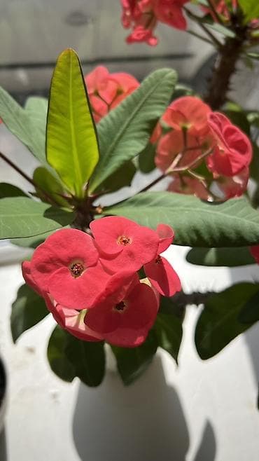 Молочаи: Молочай Милла (Euphorbia milii) в горшке - Компактный куст с — 5
