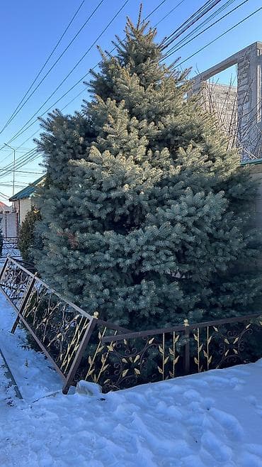 саженцы миндаля: Саженцы деревьев: Ели, Самовывоз — 2