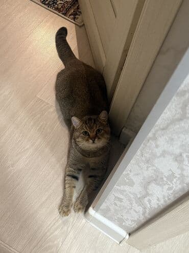 русский спаниель купить: Вязка: Скотиш Страйт (Шотландская прямоухая), Мальчик, 2 года, Золотая шиншилла — 4