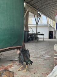 продам домик для кошки: Продаю | Петух | Бойцовая | Для разведения — 4