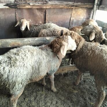 собака ротвейлер: Продаю | Баран (самец) | Арашан | Для разведения | Осеменитель, Матка — 1