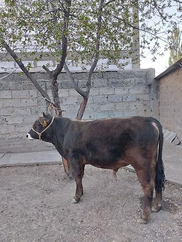 жапалак птица: Сатам | Бука (эркек) | Бордоп семиртүү үчүн | Байланган — 1