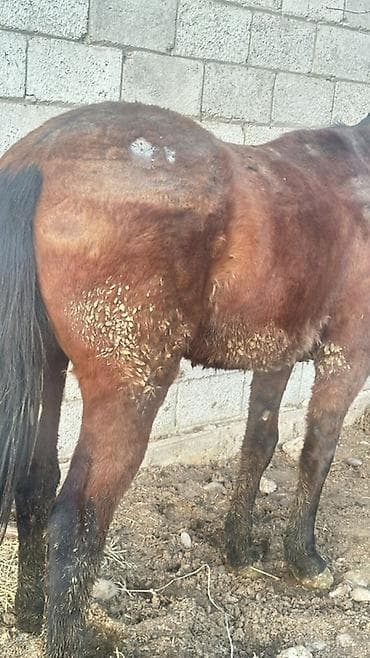 боз бээ: Продаю | Жеребец — 5