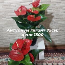 орхидеи в горшке купить с доставкой: Пальма Хамедорея 1000с-1800(высота 125см). монстера800с. аллоказия — 27