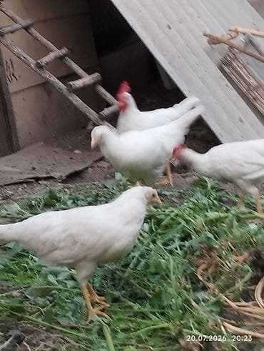 Животные: Продаю курочки Леггорн. 12 штук . 3х месячные. есть — 1