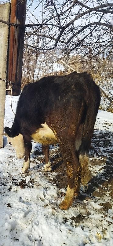 инкубатор норма: Продаю | Тёлка | Алатауская | Стельные — 3