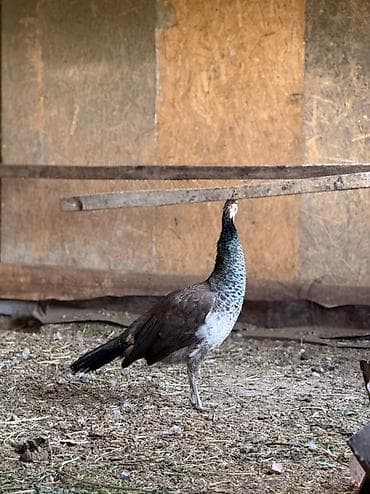 А/ч жаныбарлары үчүн тоюттар: Павлина (самка индийского павлина) - Вид: Pavo cristatus, самка без — 3