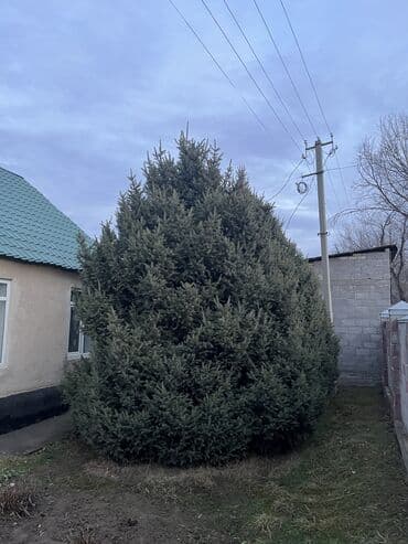 Садовая мебель: Саженцы деревьев: Ели — 2