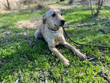 отдам в добрые руки котенка: Ищем дом молодому кобельку. Отличный звоночек,привезём сами. Привит — 2