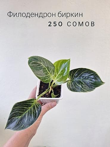 милионник: 🌿 Комнатные растения/цветы (детки/молодые растения). 🪴 Названия и цены — 2