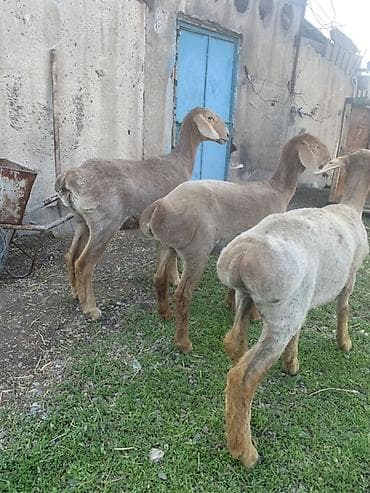 баран купить бишкек: Продаю | Ягненок | На забой | Племенные — 3