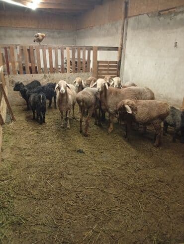 показы 1 354 72 договорная кошка даром британская короткошёрстная 1 год мальчик метис 2 позвонить написать: Сатам | Ургаачы кой (ургаачы) | Көбөйтүү үчүн | Ургаачы — 6