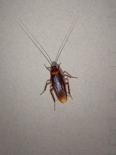 каркасные дома проекты и цены бишкек: Уничтожения клоповДезинфекция!!!любой сложности (*❛‿❛)→Приемлемая — 23