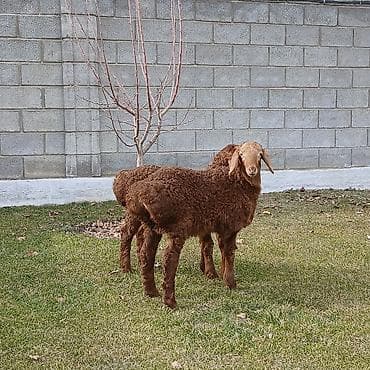 овцы токмок: Продаю | Ягненок | Для разведения | Племенные — 1