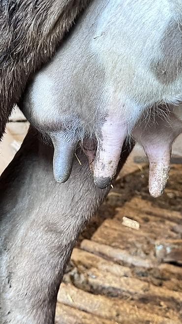 купить хорька: Продаю | Корова (самка) | Швицкая | Для молока | Стельные, Искусственник — 1