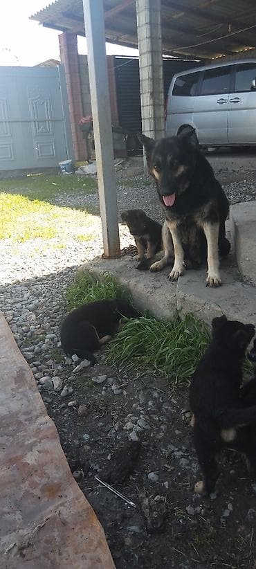 овчарку немецкий: Щенки немецкой овчарки старого типа с гарантией 100%. Сука рожает — 5