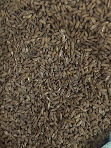 индийский морской рис: Узгенский Рис. мускат 2 - Фракция: цельное продолговатое зерно — 2