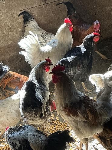 А/ч жаныбарлары үчүн тоюттар: Домашние куры и петухи — 1