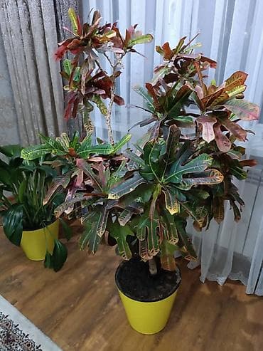 Кротон (Codiaeum variegatum), крупный комнатный экземпляр-дерево в