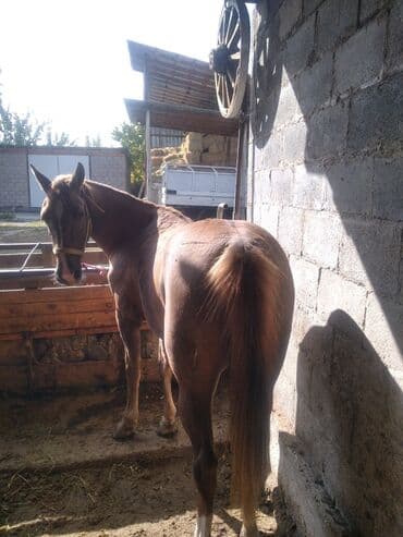 сколько стоит кролик домашний: Сатам | Бээ (ургаачы) — 3