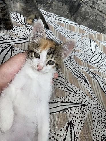 Животные: Кошка даром: Беспородная, 2 месяца, Мальчик, Приучена к лотку — 5