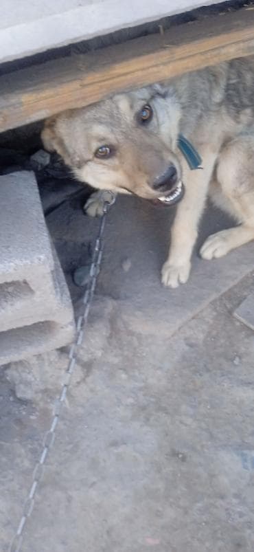 купить собаку фокстерьер: Собака среднего размера, на цепи. Окрас серо-палевый с темным — 2