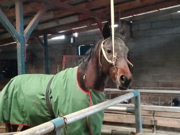 Кошки: Тай сатылат 1 жаш 3 ай чавылып жургон скорость бешеный бою 1.50+ — 7