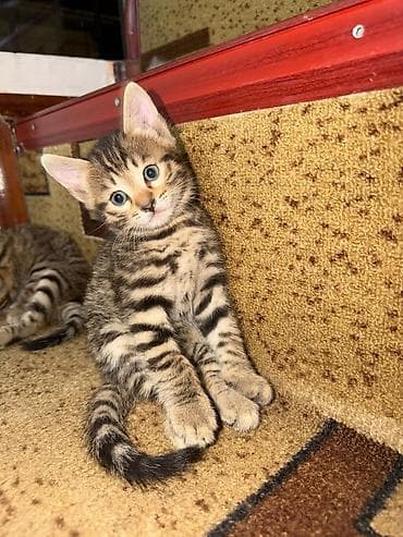котята дарлм: Продаются невероятно красивые, активные и ласковые котята! Малышам — 1