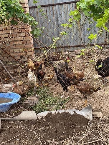 семина кукуруза: Продаю | Куры | Полубрама, Брама, Кохинхин — 3