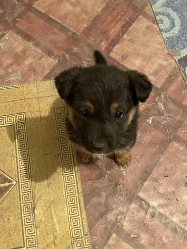 собака питбул: Немецкая овчарка, 1 месяц, Самец — 2