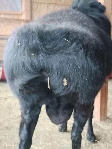 каракол карова: Продаю | Баран (самец) | Для разведения | Племенные — 4