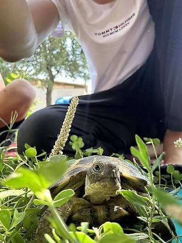 змеи живые: Среднеазиатская черепаха (Testudo horsfieldii). - Вид: наземная — 1
